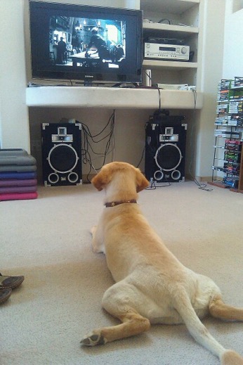 Dog-Watching-Television-Funny-Picture