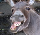 Donkey-With-Big-Smiling-Funny-Face-Image